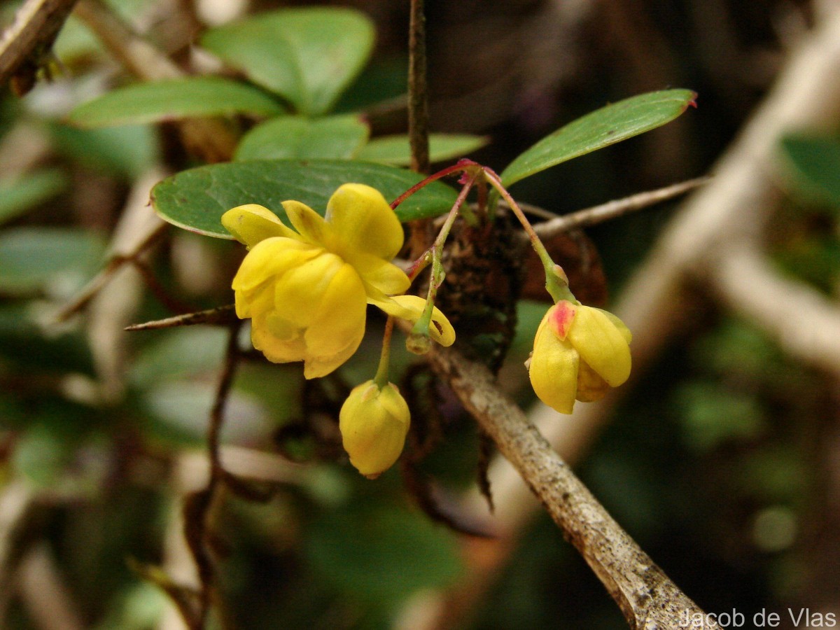Berberis ceylanica C.K.Schneid.